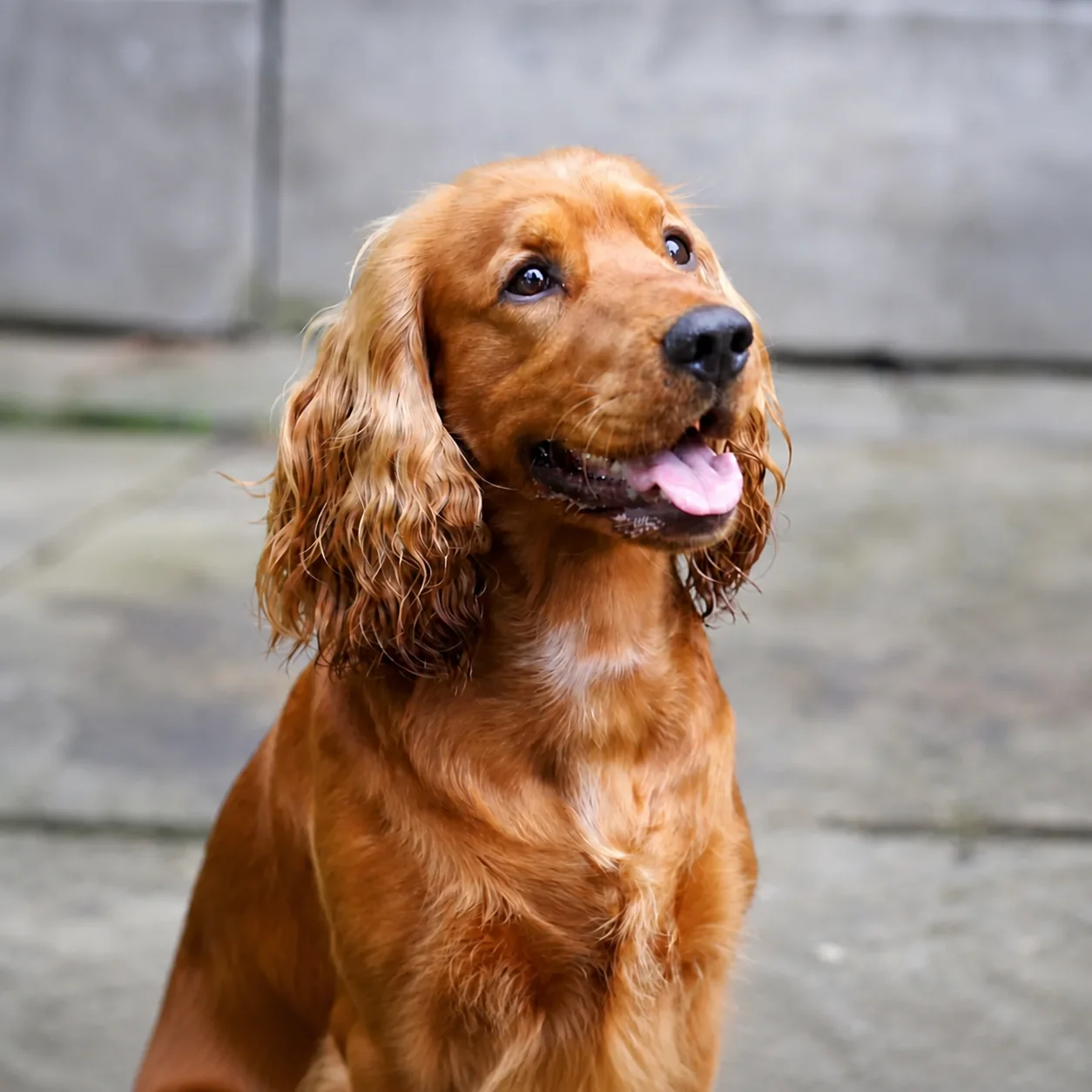Copper brown spaniel remembered as part of the Celebration of Life gathering